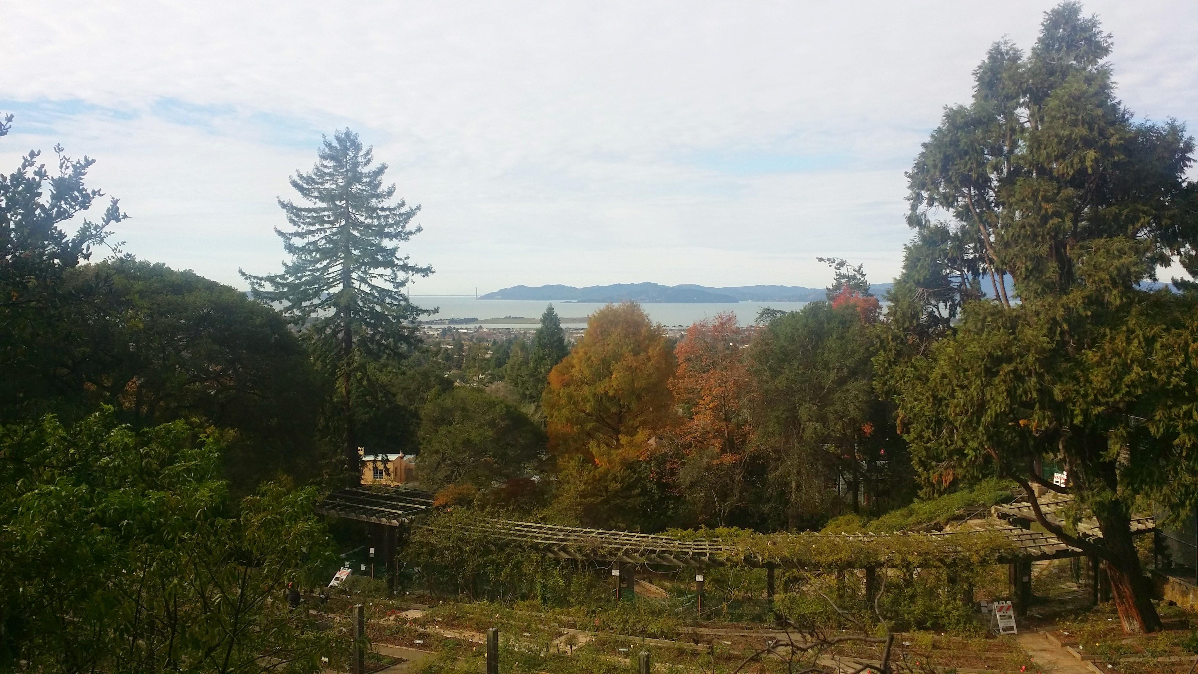 View of Bay Area from Berkeley Rose Garden